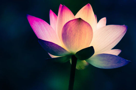 NO MUD, NO LOTUS - Pause Apparel